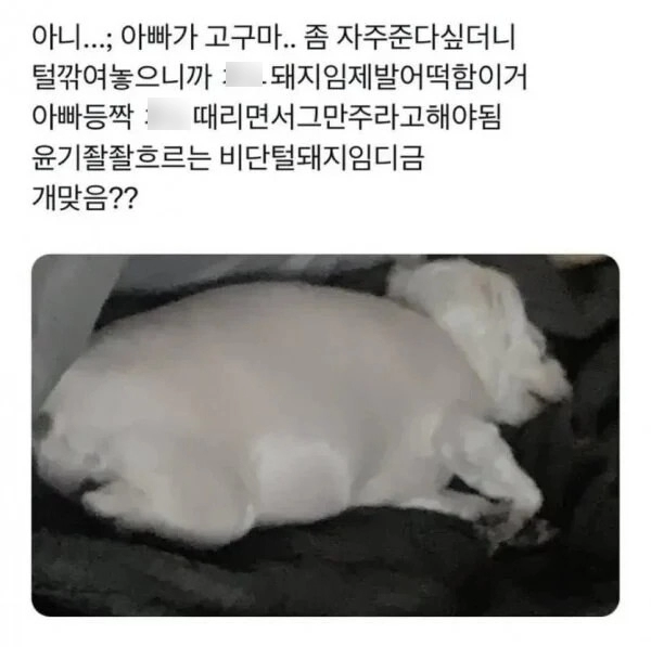 너무 살쪄서 털이라도 깎아본 견주