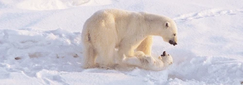 자꾸만 신경쓰이는 아기 북극곰