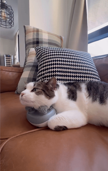 안마기가 너무 좋은 고양이