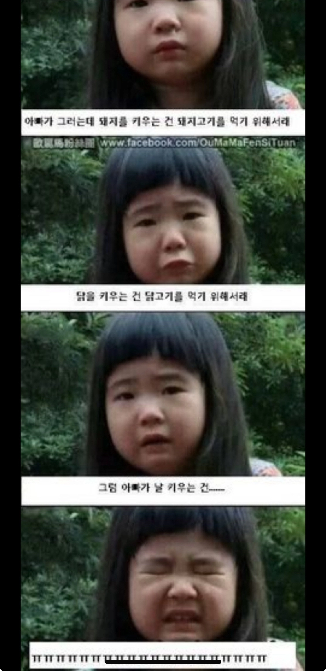 돼지,닭 그리고 나 ...슬픔주의..귀여움