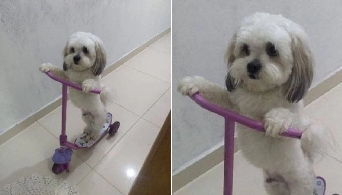 킥보드 빼앗겼다고  엉엉 울고 오는 아들보고 화났는데..
