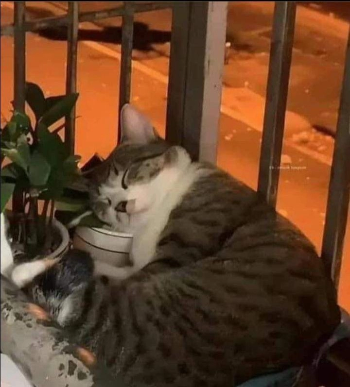 그대로 자랐어...twt
