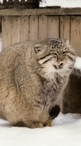 발 시려운 고양이.