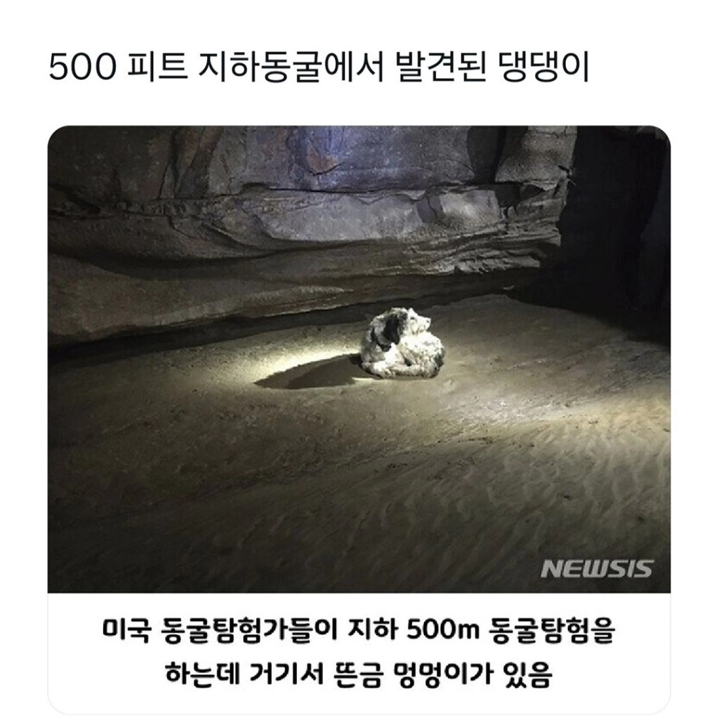 500피트 지하 동굴에서 발견된 강아지