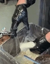미국으로 간 호떡 근황