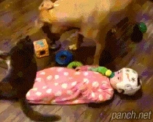 주인을 철썩같이 믿는 고양이