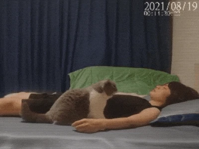 고양이가 싫어하는 냄새