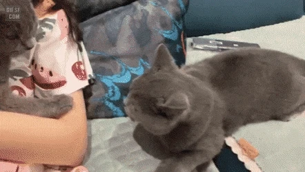 주인을 철썩같이 믿는 고양이