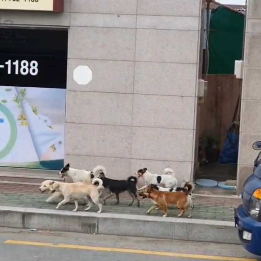 오늘은 개모임 있는 날
