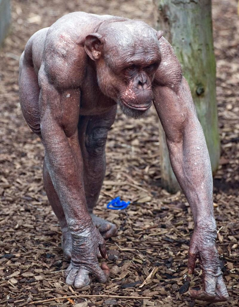 왁싱한 침팬지 근육 수준