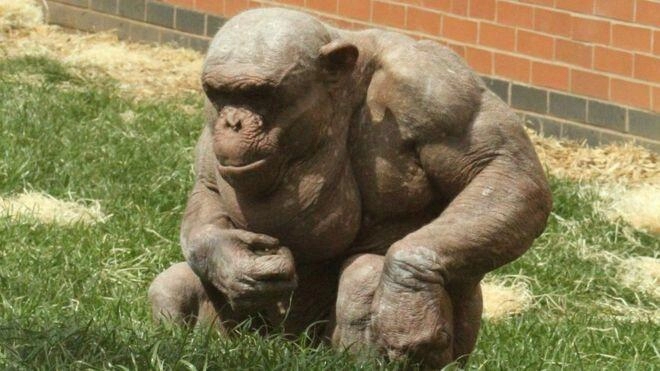 왁싱한 침팬지 근육 수준