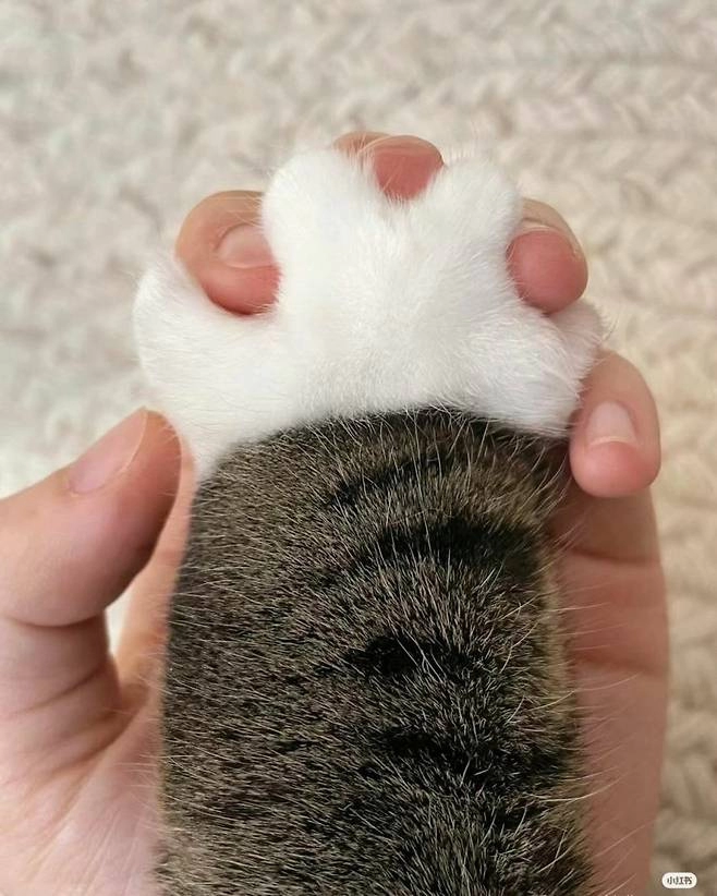 냥이랑 깍지 끼기