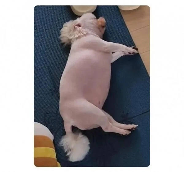 너무 살쪄서 털이라도 깎아본 견주