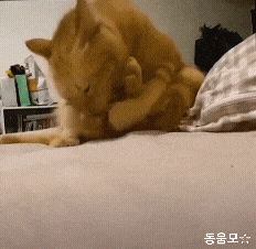 그루밍하다가