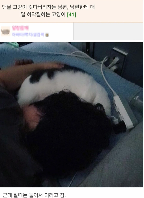 맨날 고양이 갖다버리자는 남편, 남편한테 매일 하악질하는 고양이