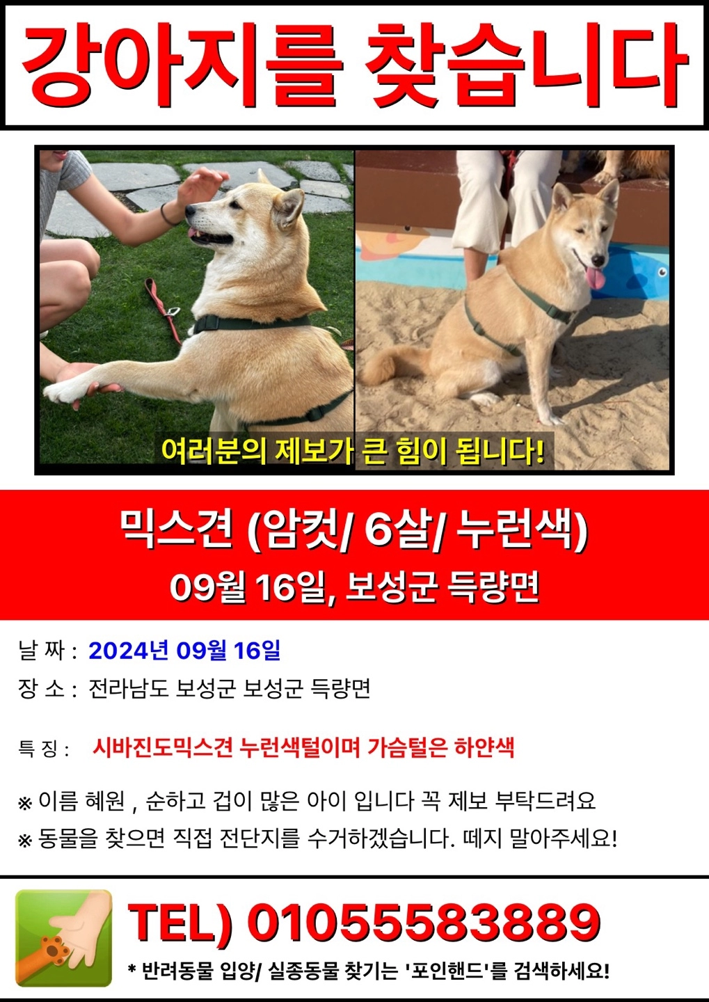 반려견 실종