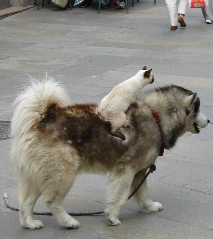 지배자들