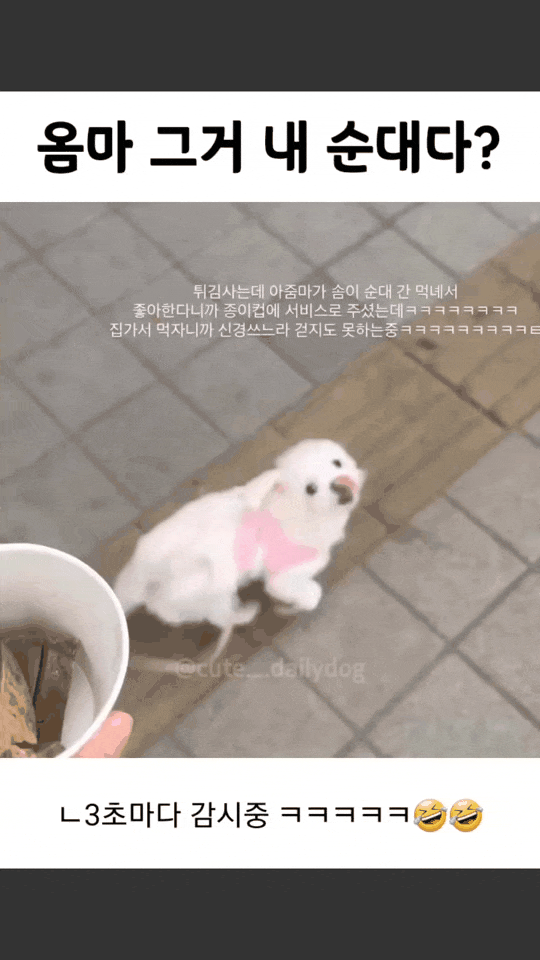 물에 비친 자기모습을 본 강아지서비스로 받은 순대때문에 산책을 못하는 댕댕이