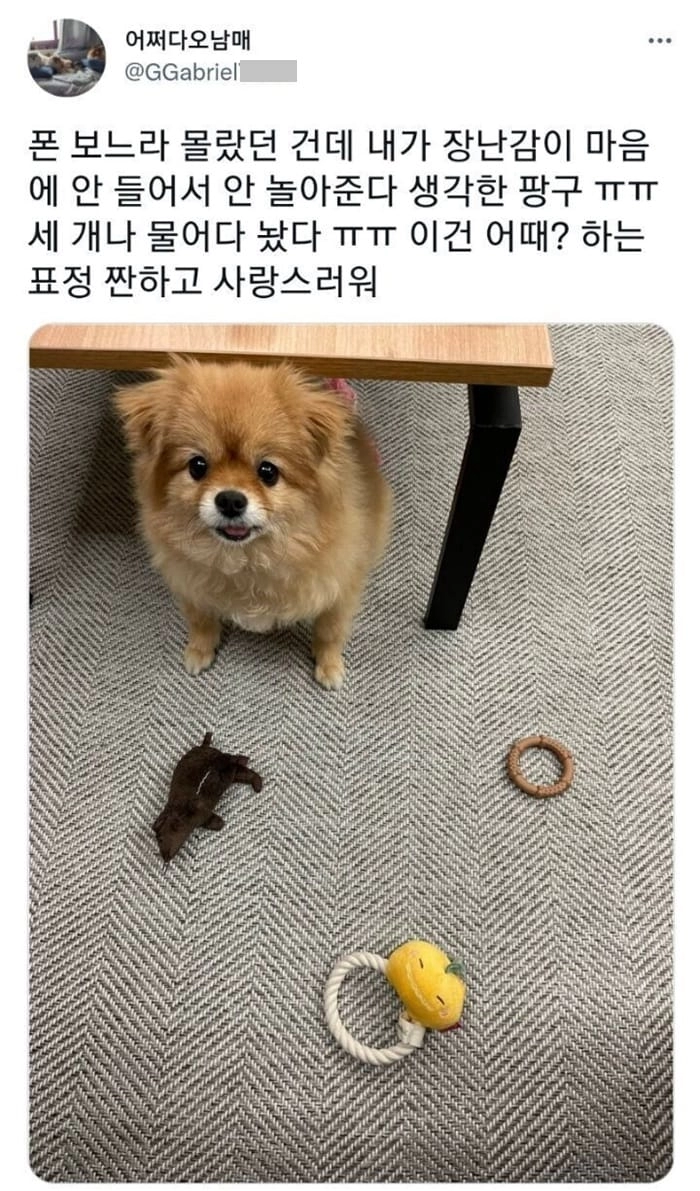 장난감이 마음에 안 들어서 안 놀아준다 생각한 강아지.
