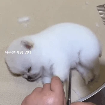 미용실에서 잠든 강아지.