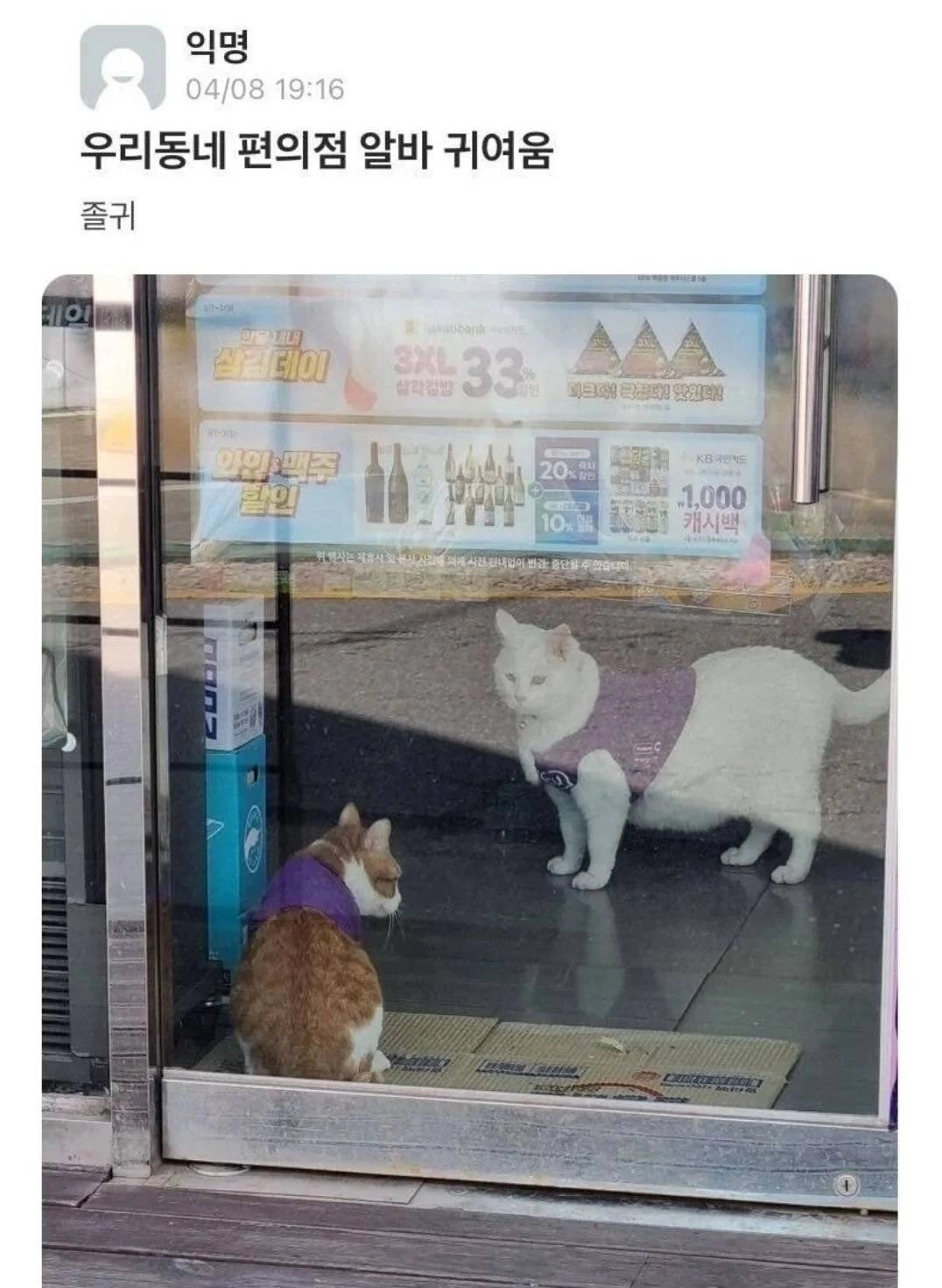 고양이 좋아하는 사람 뽑는 편의점