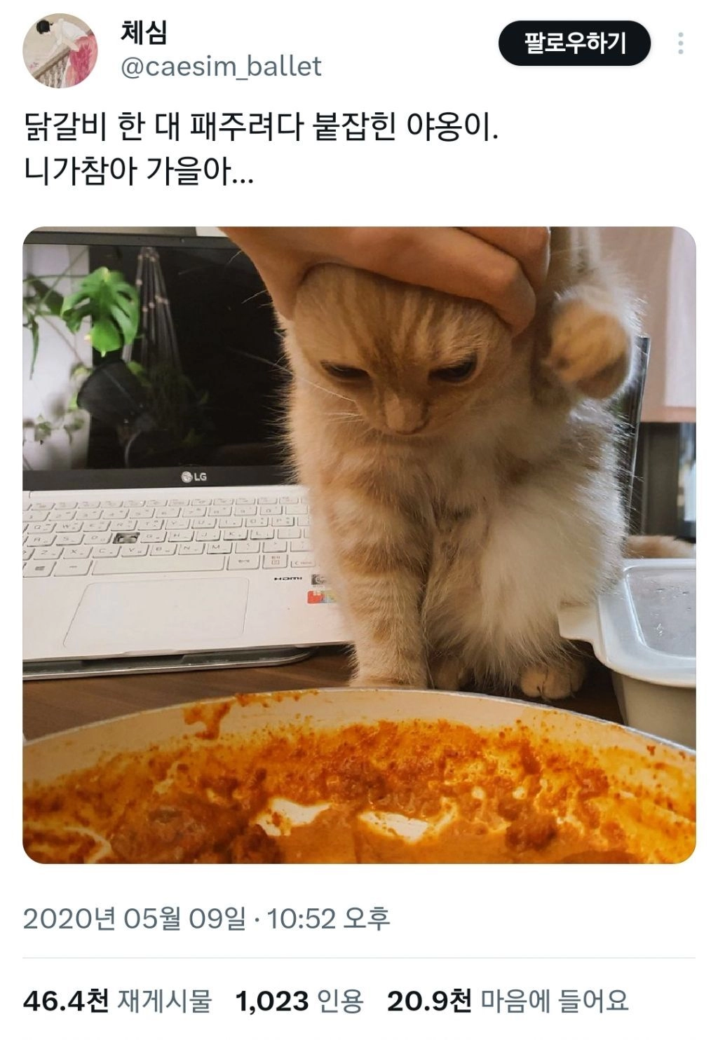 닭갈비 패주고 싶던 고양이의 3년 후 근황