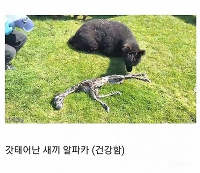 갓 태어난 알파카 상태