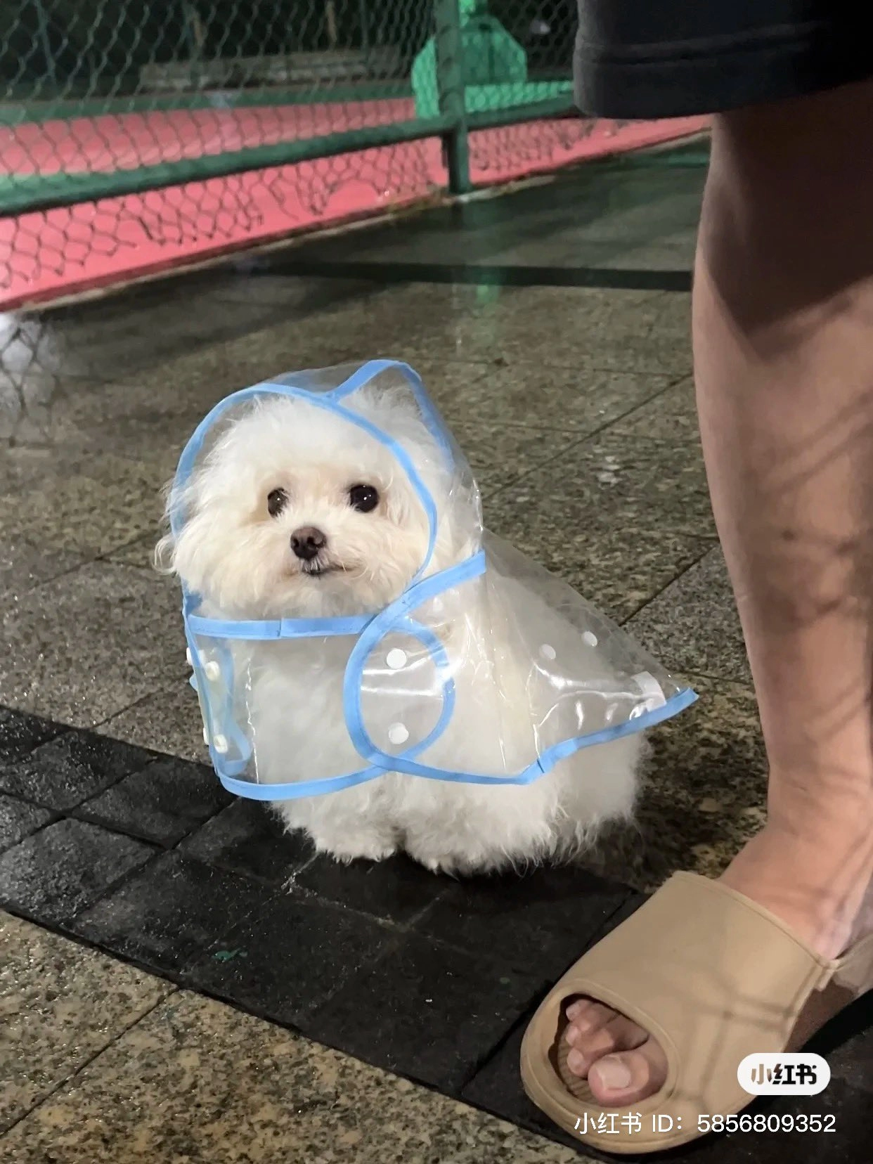 우비 입고 산책나온 강쥐..