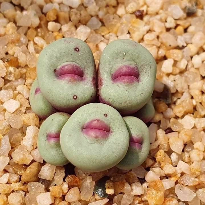 숭하게 생긴 특이한 식물들