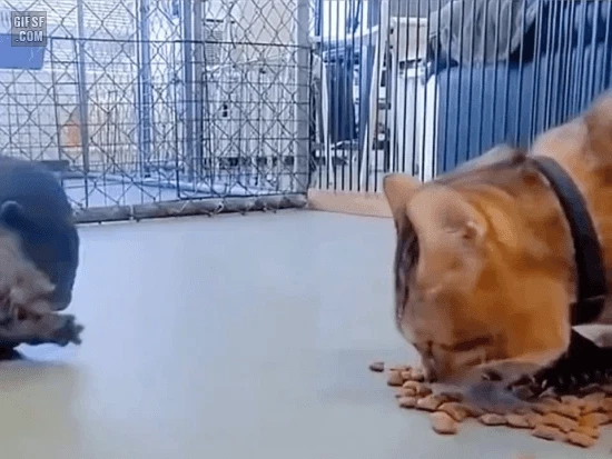 고양이 밥 훔쳐먹는 수달