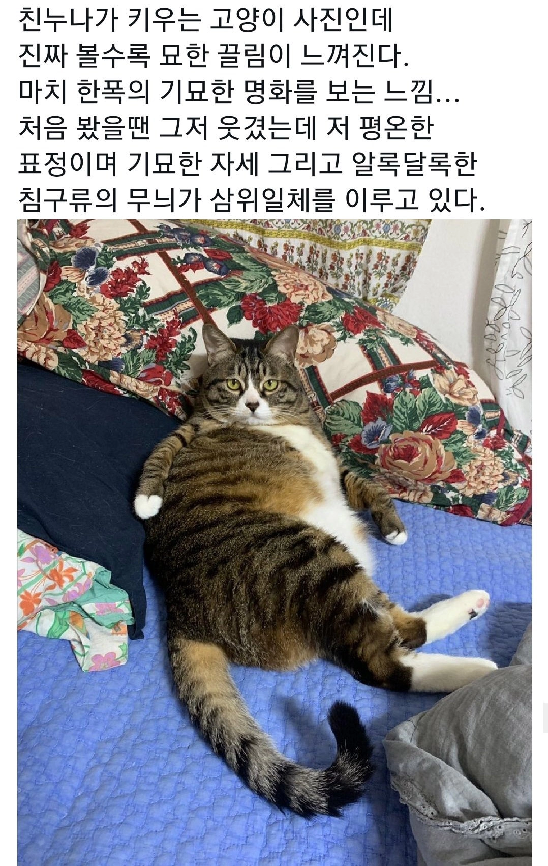 친누나가 키우는 고양이 사진인데...