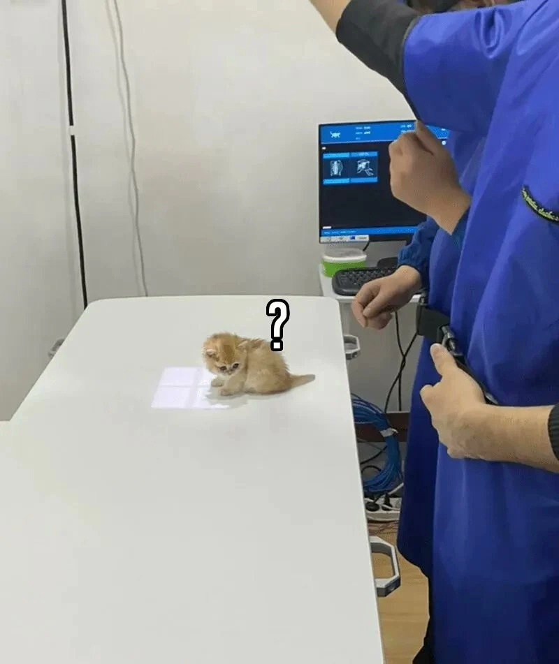 엑스레이 처음 찍어보는 새끼 고양이