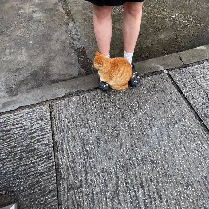 길가다가 길고양이한테 발 깔림... 오늘 집에는 다 갔다
