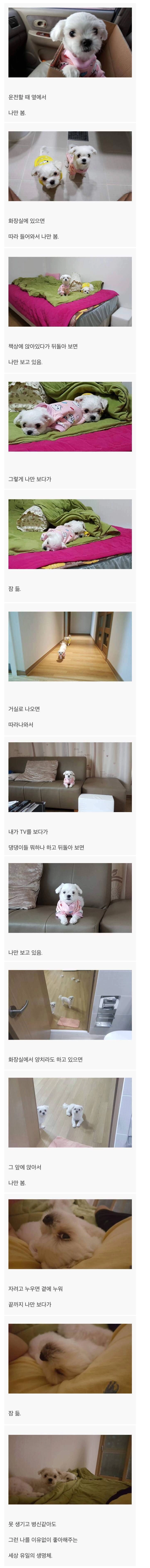강아지를 키우면 생기는 일.