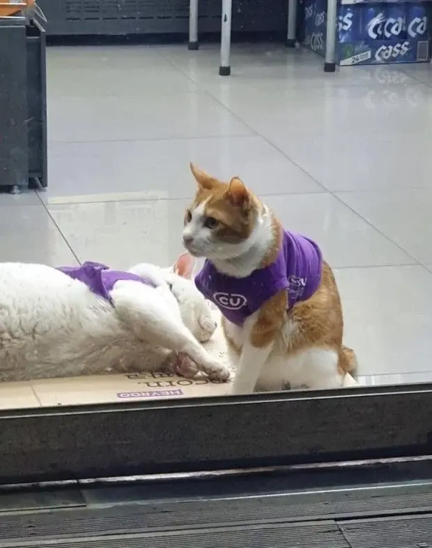 고양이 좋아하는 사람 뽑는 편의점