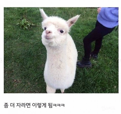 갓 태어난 알파카 상태
