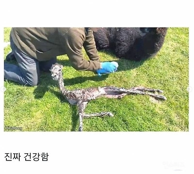 갓 태어난 알파카 상태