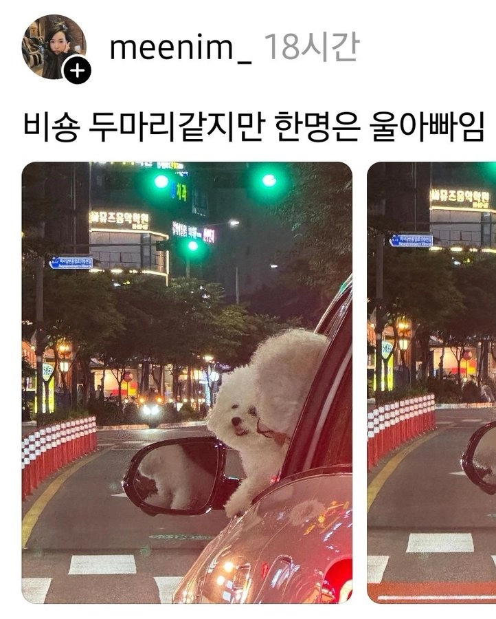 비숑 두 마리 아니고.