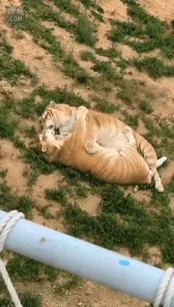호랑이 부부와 사자 부부의 차이