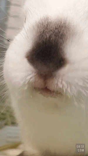 오물오물하는 토끼