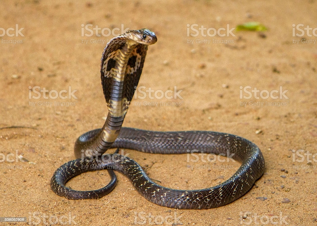 이중 가장 치트키인 동물은