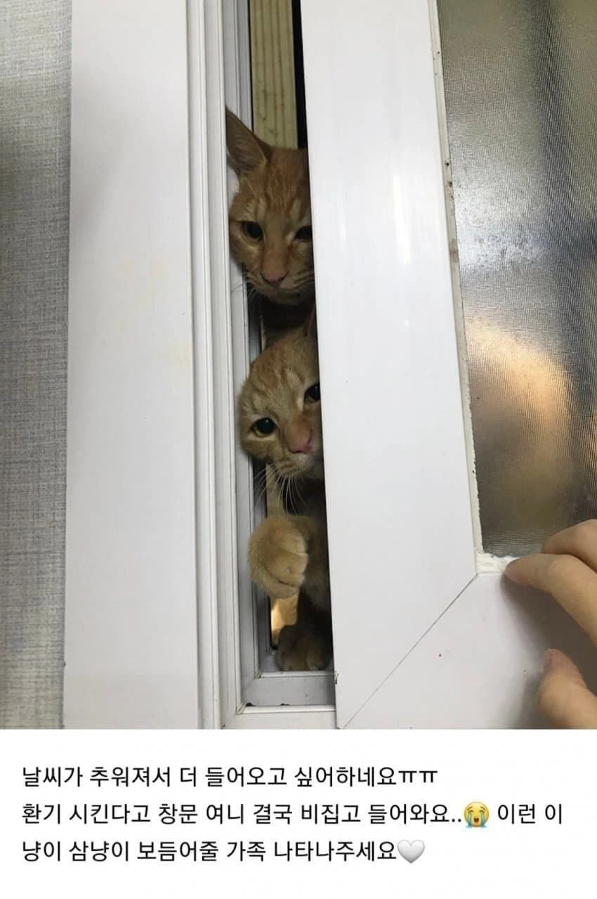 캣맘이 싫어하는 것