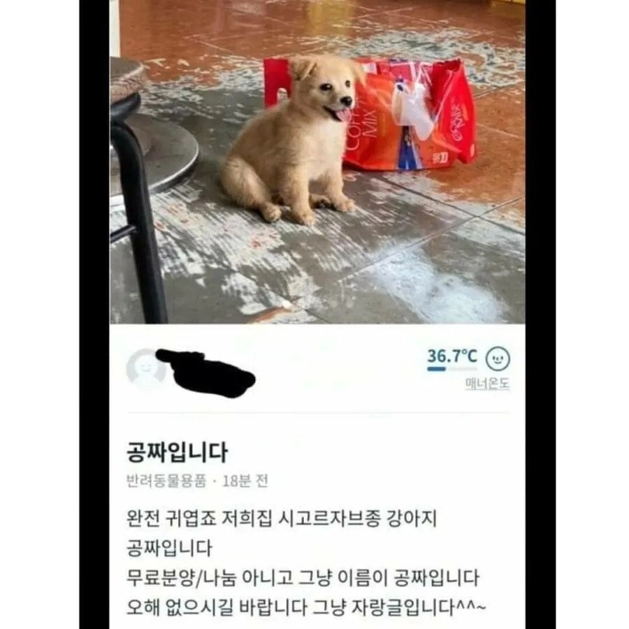 당근 올라온 ‘공짜 강아지’ 관심 폭발