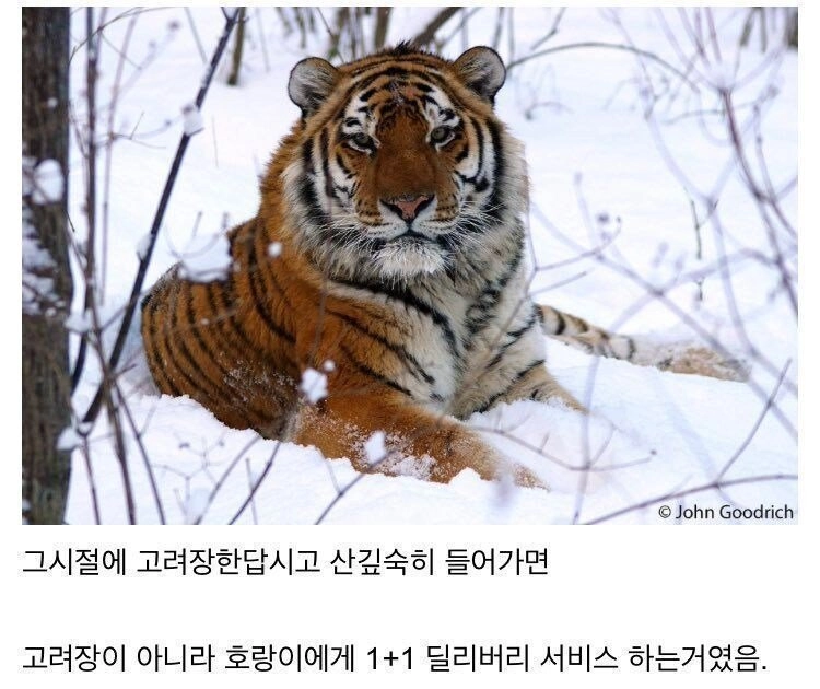 과거 한국에서 고려장이 불가 했던 이유