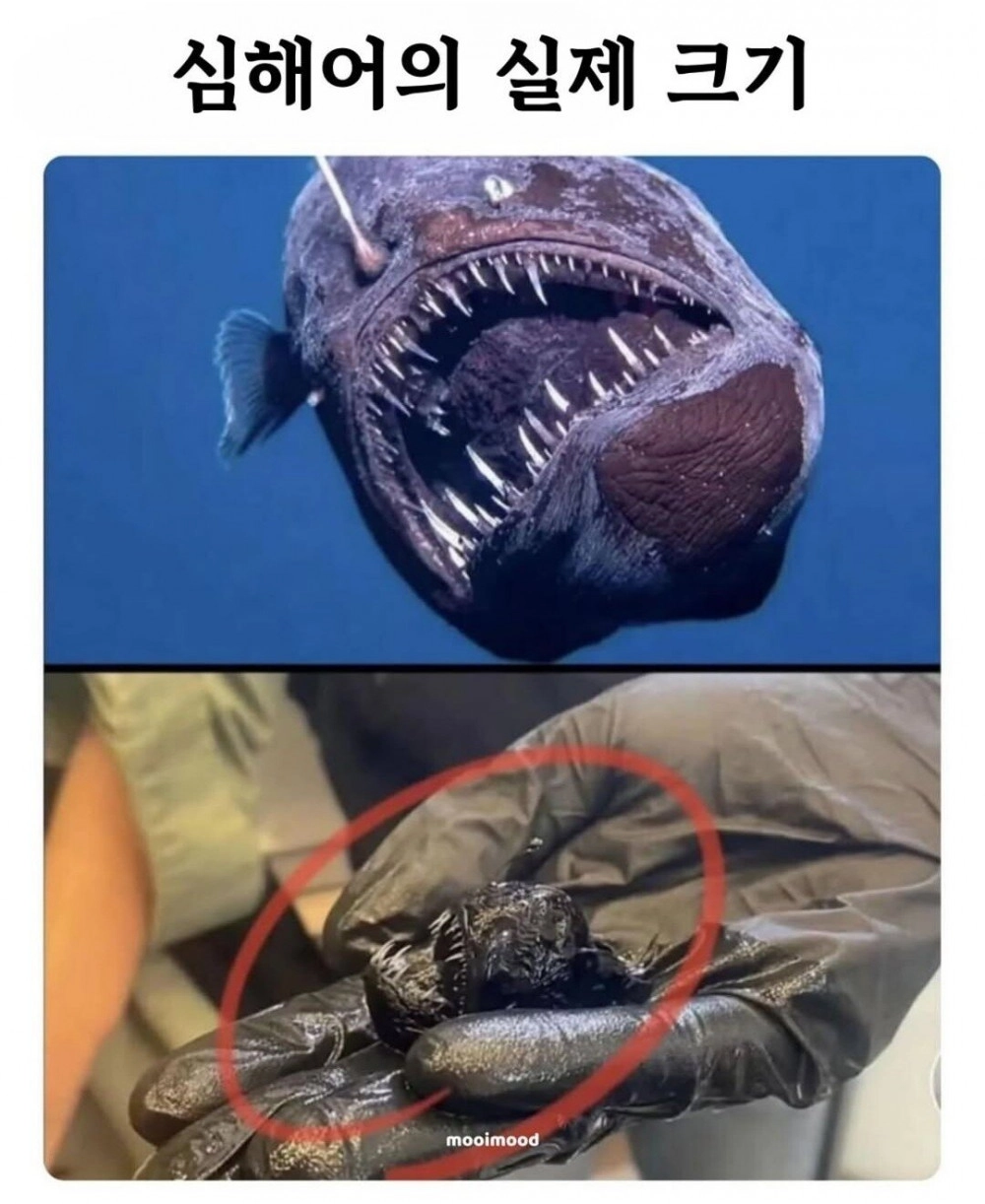 심해어 실제 크기