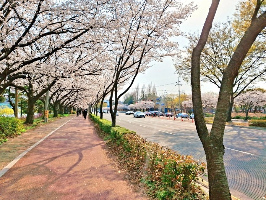 사람 몰리는 데 싫다면 여기 가세요 조용한 벚꽃 명소