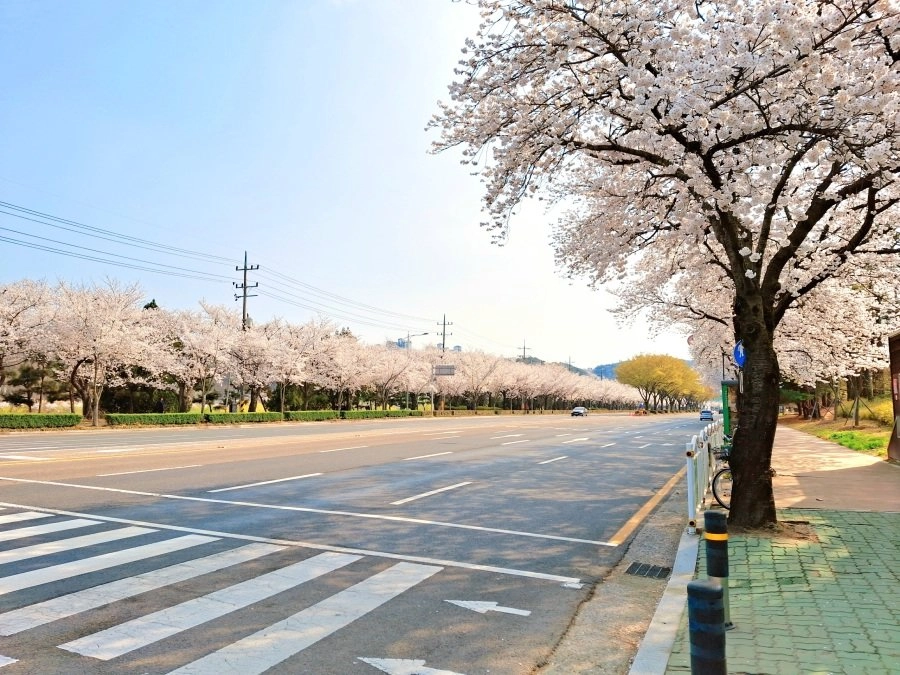 사람 몰리는 데 싫다면 여기 가세요 조용한 벚꽃 명소