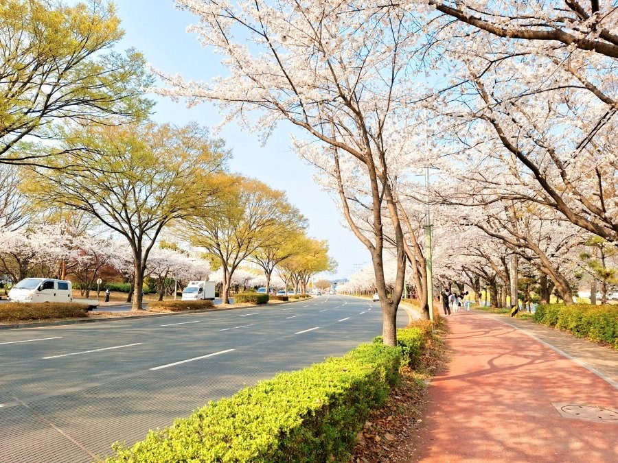사람 몰리는 데 싫다면 여기 가세요 조용한 벚꽃 명소