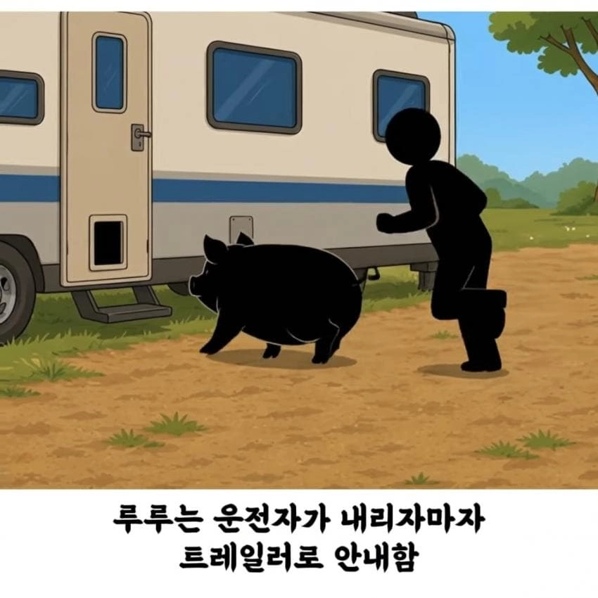 돼지 덕분에 살아난 여자