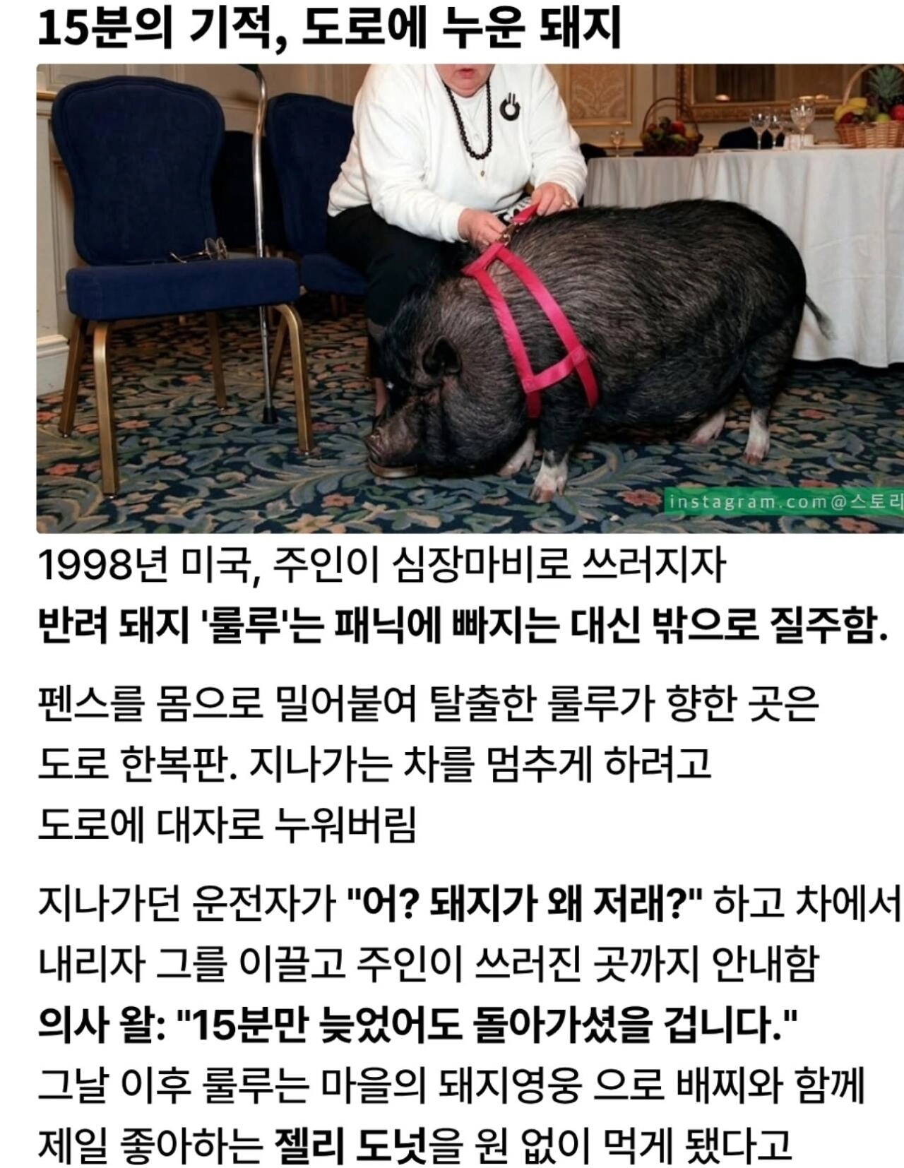 돼지 덕분에 살아난 여자
